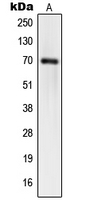 Western blot analysis of hnRNP Q expression in HT1080 (A); HeLa (B); HuvEc (C) whole cell lysates.