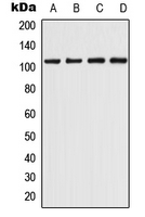Western blot analysis of CHERP expression in THP1 (A); K562 (B); Raw264.7 (C); H9C2 (D) whole cell lysates.