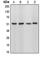 Western blot analysis of CUGBP1 expression in HL60 (A); HeLa (B); NIH3T3 (C); Sol8 (D) whole cell lysates.