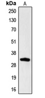 Western blot analysis of Hydrophobestin expression in HL60 (A) whole cell lysates.