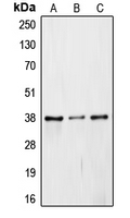 Western blot analysis of JAB1 expression in Caki1 (A); mouse embryo (B); rat liver (C) whole cell lysates.