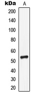 Western blot analysis of CD85i expression in MCF7 (A) whole cell lysates.