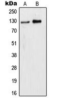 Western blot analysis of WDHD1 expression in HeLa (A); HEK293T (B) whole cell lysates.