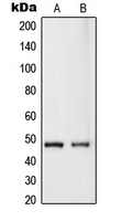 Western blot analysis of RASSF8 expression in HeLa (A); MCF7 (B) whole cell lysates.