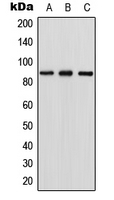 Western blot analysis of RGL1 expression in HEK293T (A); NIH3T3 (B); PC12 (C) whole cell lysates.