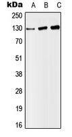 Western blot analysis of SAP130 expression in HeLa (A); SP2/0 (B); H9C2 (C) whole cell lysates.