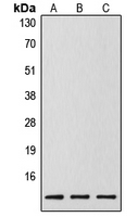 Western blot analysis of Caspase 14 p10 expression in MCF7 (A); mouse spleen (B); rat liver (C) whole cell lysates.