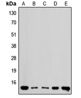 Western blot analysis of RPL36 expression in MDAMB435 (A); HEK293 (B); Raw264.7 (C); mouse brain (D); rat brain (E) whole cell lysates.