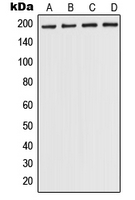 Western blot analysis of POLR1A expression in A375 (A); HEK293T (B); NIH3T3 (C); H9C2 (D) whole cell lysates.