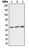 Western blot analysis of GRASP55 expression in HepG2 (A); Raji (B); LOVO (C) whole cell lysates.