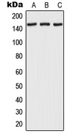 Western blot analysis of RPAP1 expression in HEK293T (A); NIH3T3 (B); H9C2 (C) whole cell lysates.