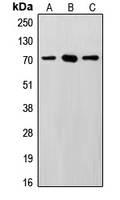 Western blot analysis of SENP3 expression in HeLa (A); MCF7 (B); Saos2 (C) whole cell lysates.