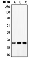 Western blot analysis of ATP5S expression in MCF7 (A); mouse lung (B); rat lung (C) whole cell lysates.