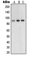 Western blot analysis of UHRF1 expression in HeLa (A); HCT116 (B); HEK293 (C) whole cell lysates.