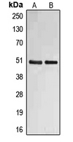 Western blot analysis of Fibulin 4 expression in SW480 (A); HepG2 (B) whole cell lysates.
