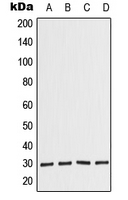 Western blot analysis of COPS7A expression in JAR (A); HeLa (B); Raw264.7 (C); PC12 (D) whole cell lysates.