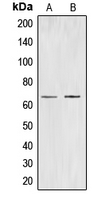 Western blot analysis of CDC40 expression in K562 (A); HuvEC (B) whole cell lysates.