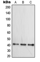 Western blot analysis of WNT16 expression in HepG2 (A); Raji (B); Ramos (C) whole cell lysates.