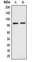 Western blot analysis of ANAPC expression in HEK293T (A); HeLa (B) whole cell lysates.