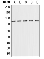 Western blot analysis of MED15 expression in MCF7 (A); K562 (B); HeLa (C); NIH3T3 (D); PC12 (E) whole cell lysates.