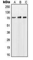 Western blot analysis of NUB1 expression in Jurkat (A); Raji (B); HepG2 (C) whole cell lysates.