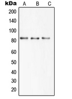 Western blot analysis of SBAT1 expression in HEK293T (A); mouse brain (B); rat brain (C) whole cell lysates.