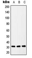 Western blot analysis of ZIP9 expression in U937 (A); Raw264.7 (B); H9C2 (C) whole cell lysates.