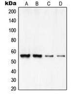 Western blot analysis of RCC2 expression in HeLa (A); A549 (B); MOLT4 (C); NIH3T3 (D) whole cell lysates.