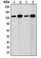 Western blot analysis of SENP7 expression in WI38 (A); HeLa (B); NIH3T3 (C); Jurkat (D) whole cell lysates.