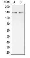 Western blot analysis of Collagen 20 alpha 1 expression in HT29 (A); NCIH292 (B) whole cell lysates.