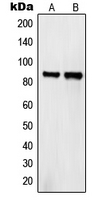 Western blot analysis of Semaphorin 4A expression in HeLa (A); COS7 (B) whole cell lysates.