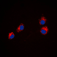 Immunofluorescent analysis of Semaphorin 4A staining in HeLa cells. Formalin-fixed cells were permeabilized with 0.1% Triton X-100 in TBS for 5-10 minutes and blocked with 3% BSA-PBS for 30 minutes at room temperature. Cells were probed with the primary antibody in 3% BSA-PBS and incubated overnight at 4 C in a humidified chamber. Cells were washed with PBST and incubated with a DyLight 594-conjugated secondary antibody (red) in PBS at room temperature in the dark. DAPI was used to stain the cell nuclei (blue).