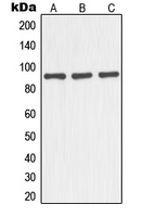 Western blot analysis of NOC3L expression in HEK293T (A); mouse liver (B); rat kidney (C) whole cell lysates.