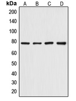 Western blot analysis of Artemis (pS516) expression in HepG2 (A); HeLa (B); mouse skeletal muscle (C); rat skeletal muscle (D) whole cell lysates.