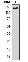 Western blot analysis of ANAPC1 expression in HeLa (A) whole cell lysates.