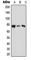 Western blot analysis of RPAP3 expression in Jurkat (A); Raw264.7 (B); mouse kidney (C) whole cell lysates.