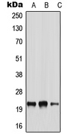 Western blot analysis of NRSN2 expression in A549 (A); NIH3T3 (B); H9C2 (C) whole cell lysates.