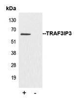 Immunoprecipitation of TRAF3IP3 from 0.5mg Mouse cortex tissue lysate using 5ug of Anti-TRAF3IP3 Antibody and 50ul of protein G magnetic beads (+). No antibody was added to the control (-). The antibody was incubated under agitation with Protein G beads for 10min Mouse cortex extract lysate diluted in RIPA buffer was added to each sample and incubated for a further 10min under agitation. Proteins were eluted by addition of 40ul SDS loading buffer and incubated for 10min at 70 C; 10ul of each sample was separated on a SDS PAGE gel transferred to a nitrocellulose membrane blocked with 5% BSA and probed with Anti-TRAF3IP3 Antibody.
