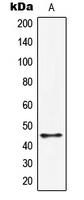 Western blot analysis of HORMAD1 expression in HepG2 (A) whole cell lysates.