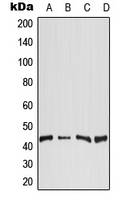 Western blot analysis of DGAT2 expression in Raji (A); HeLa (B); SP2/0 (C); H9C2 (D) whole cell lysates.
