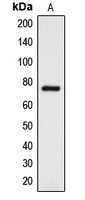 Western blot analysis of DCLK3 expression in K562 (A) whole cell lysates.