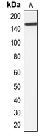 Western blot analysis of MRP7 expression in HepG2 (A) whole cell lysates.