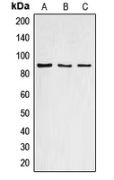 Western blot analysis of Cyclin F expression in HEK293T (A); mouse liver (B); rat liver (C) whole cell lysates.