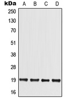 Western blot analysis of MED30 expression in HCT116 (A); HEK293T (B); Raw264.7 (C); H9C2 (D) whole cell lysates.