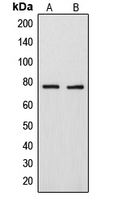 Western blot analysis of ARHGAP18 expression in MDAMB231 (A); U2OS (B) whole cell lysates.