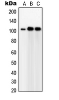 Western blot analysis of GPC5 expression in Jurkat (A); IMR32 (B); HeLa (C) whole cell lysates.