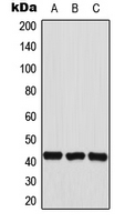 Western blot analysis of HEXIM2 expression in HepG2 (A); HeLa (B); A549 (C) whole cell lysates.