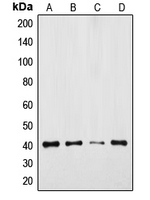 Western blot analysis of GPR175 expression in DLD (A); Jurkat (B); mouse colon (C); rat colon (D) whole cell lysates.