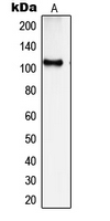 Western blot analysis of SYNE3 expression in HepG2 (A) whole cell lysates.