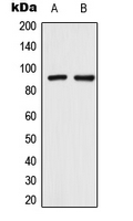 Western blot analysis of TRPV3 expression in HeLa (A); SHSY5Y (B) whole cell lysates.